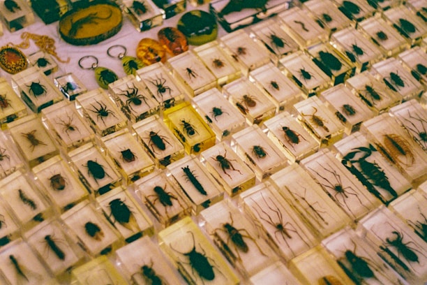 A collection of various insects encased in clear resin blocks, arranged in a grid pattern. The blocks contain a variety of insects, including beetles, spiders, and other arthropods, and are displayed on a flat surface. Some blocks have an amber tint, adding a warm hue to the display.