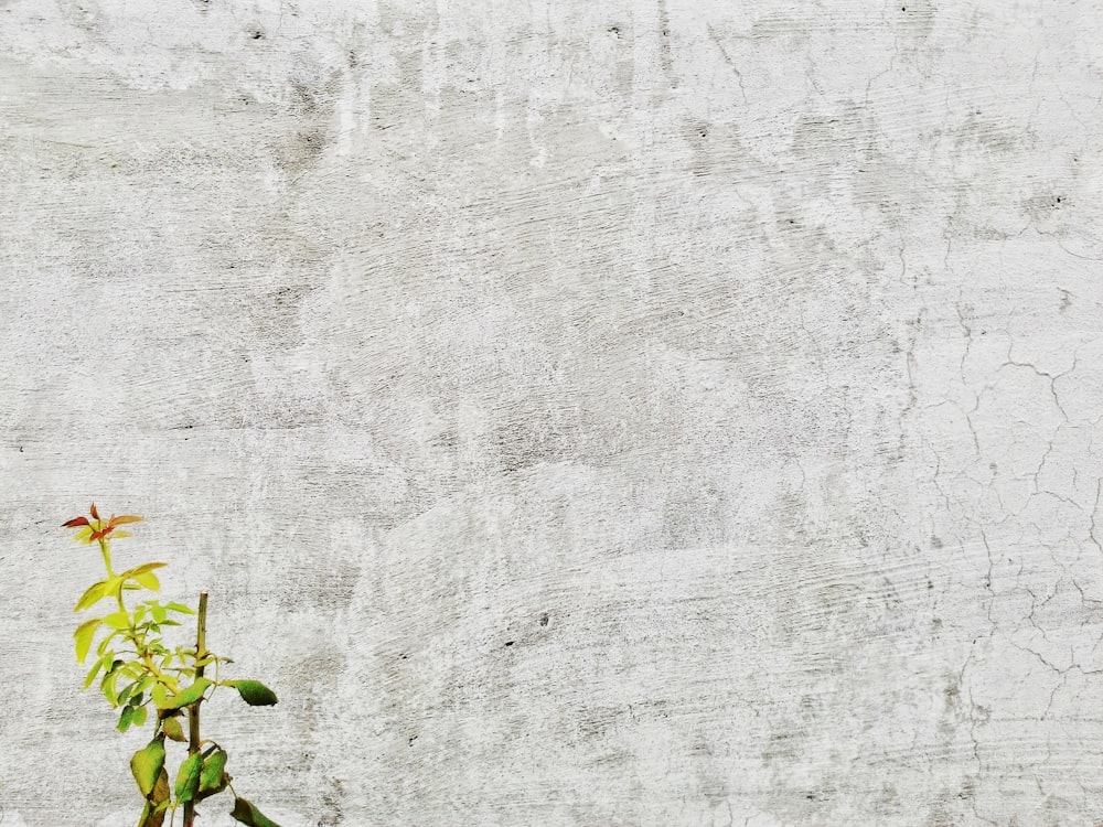 green plant beside white wall