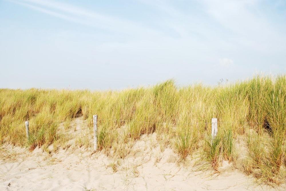 green grass on brown sand during daytime