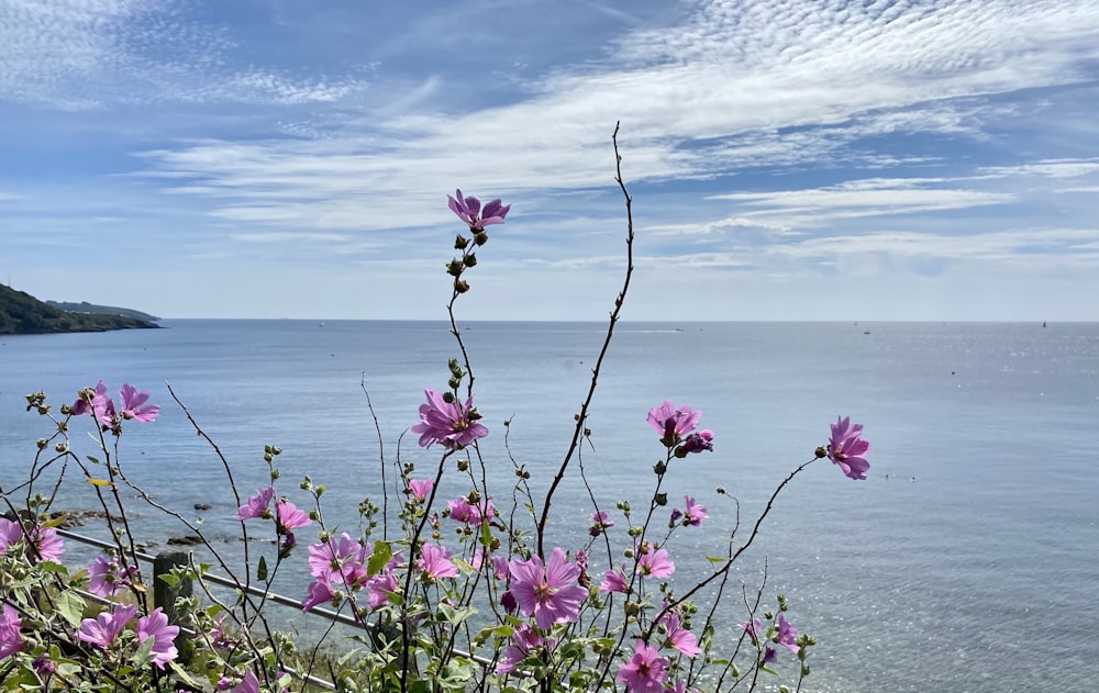 flores cor-de-rosa perto do corpo de água durante o dia