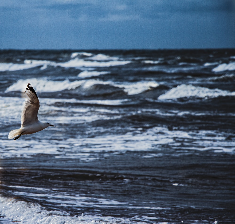 white bird flying over the sea during daytime