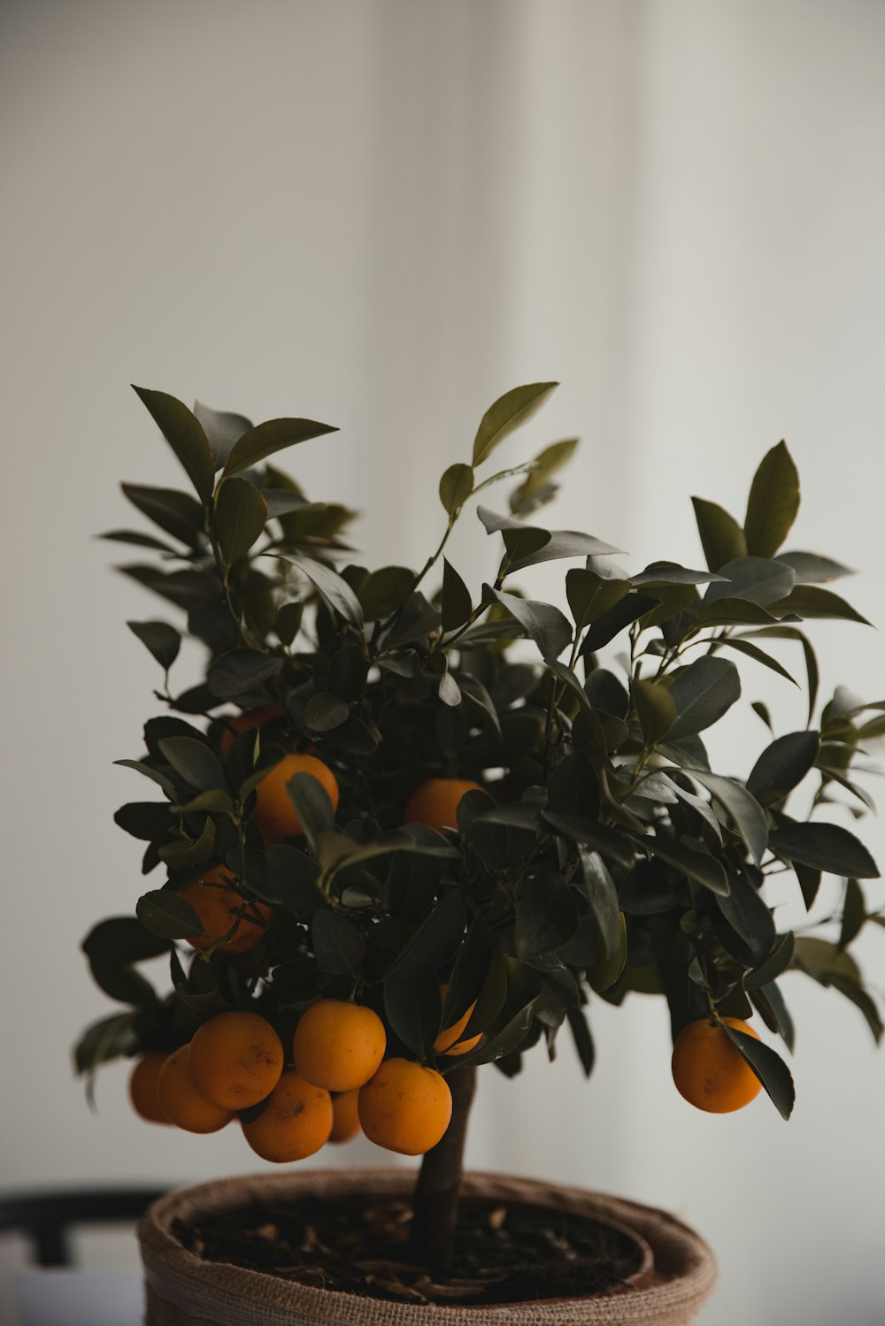 orange fruits on white table