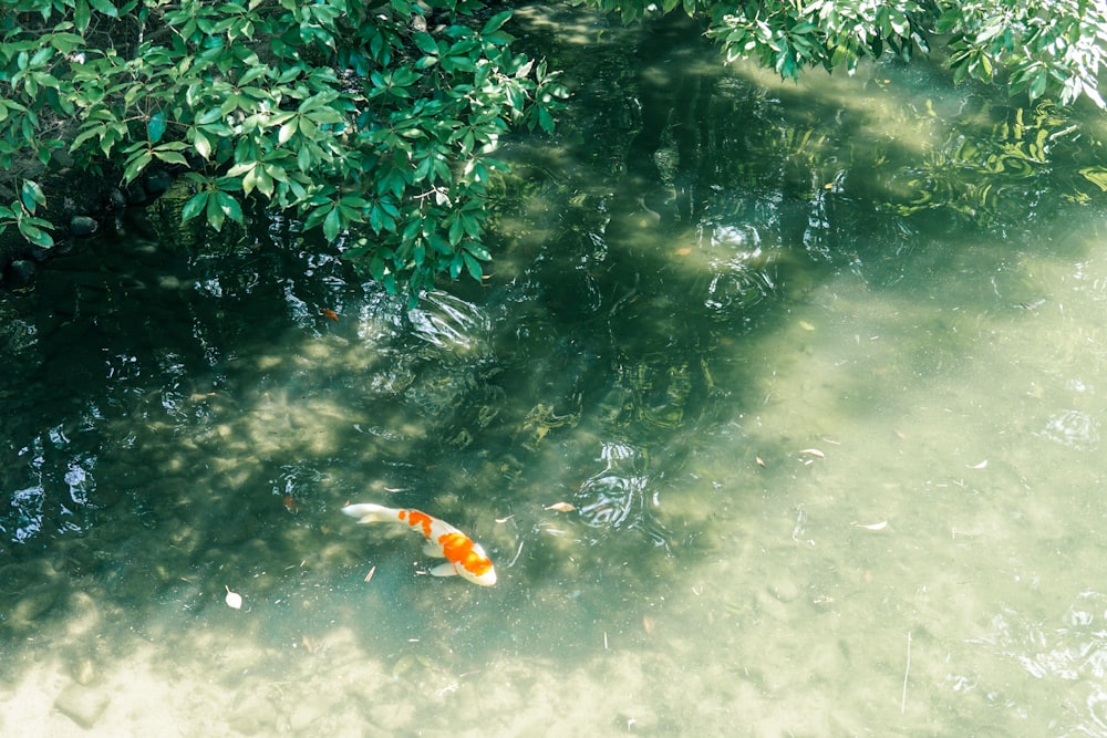 orange and white koi fish on water