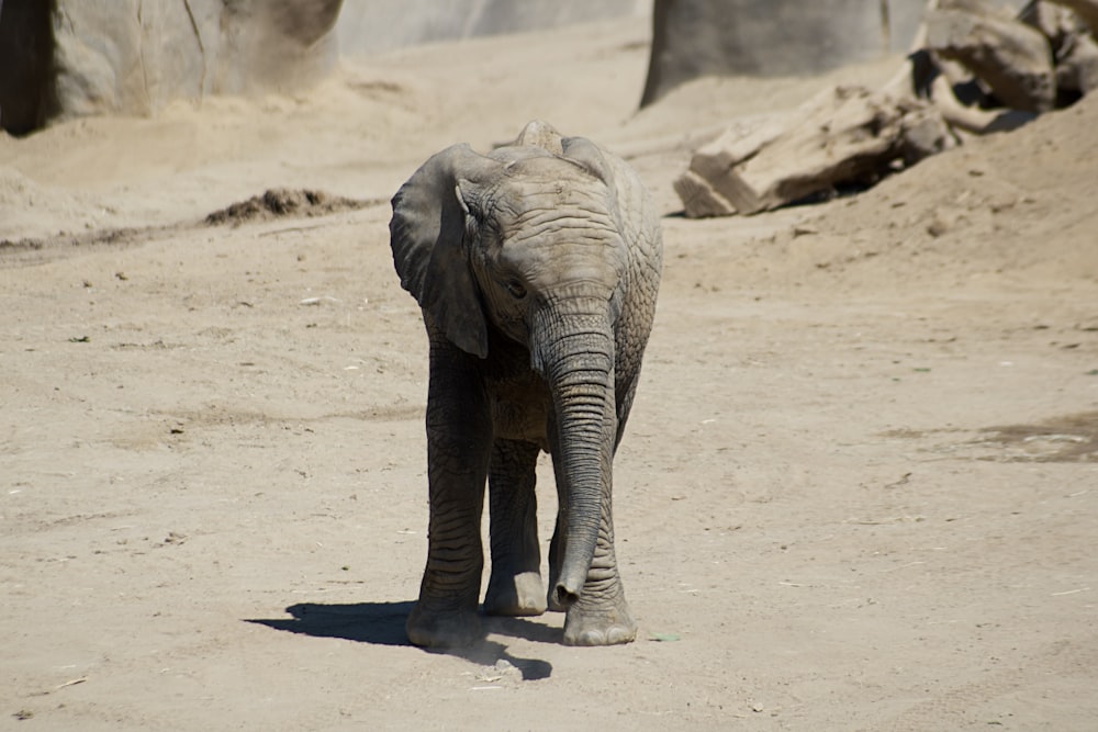 낮에 하얀 모래 위를 걷는 회색 코끼리