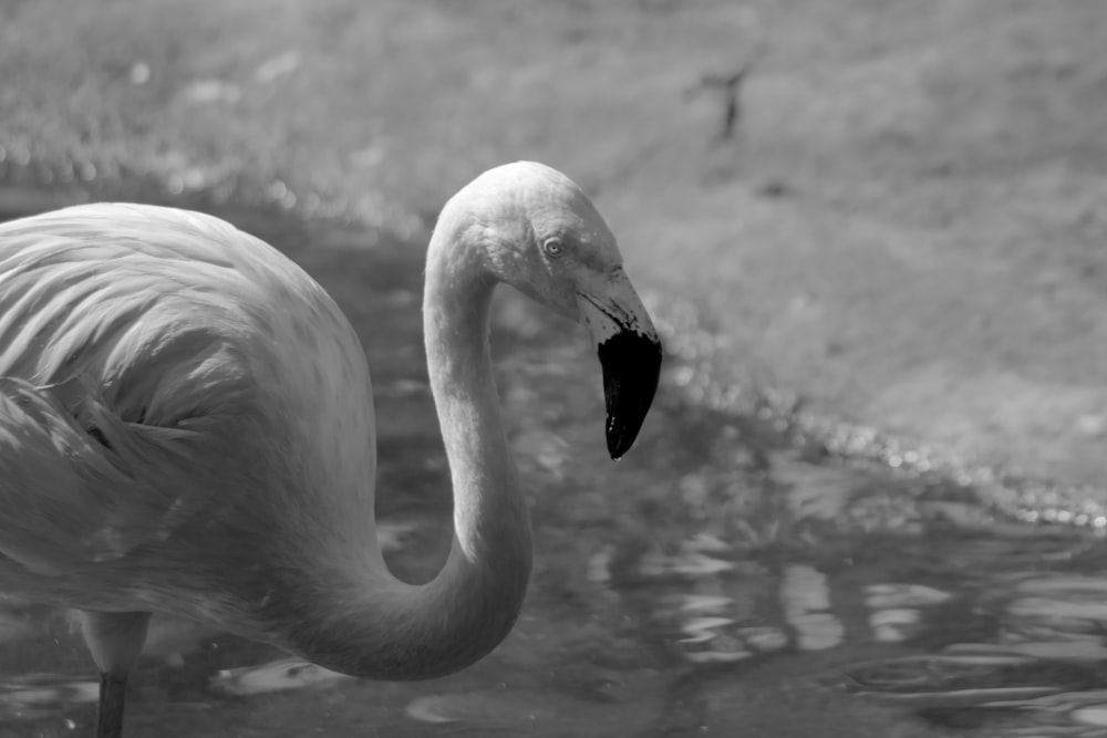 Foto en escala de grises de un cisne en el agua