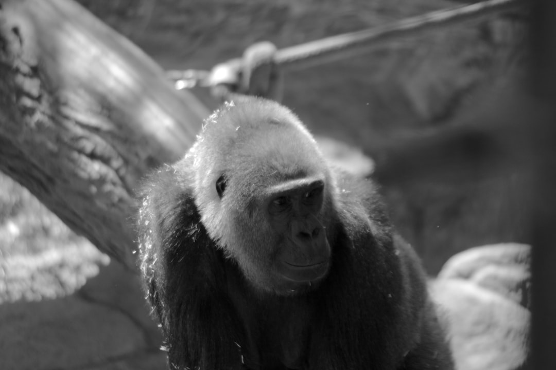 black gorilla in grayscale photography