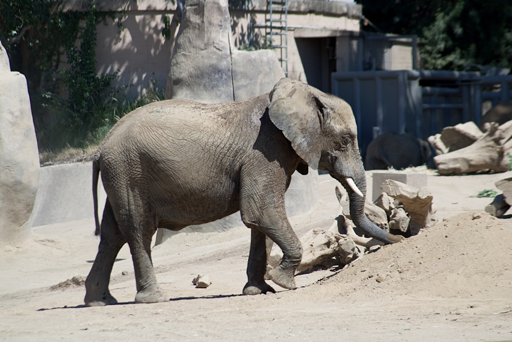 昼間、茶色の砂の上を歩く2頭の茶色の象