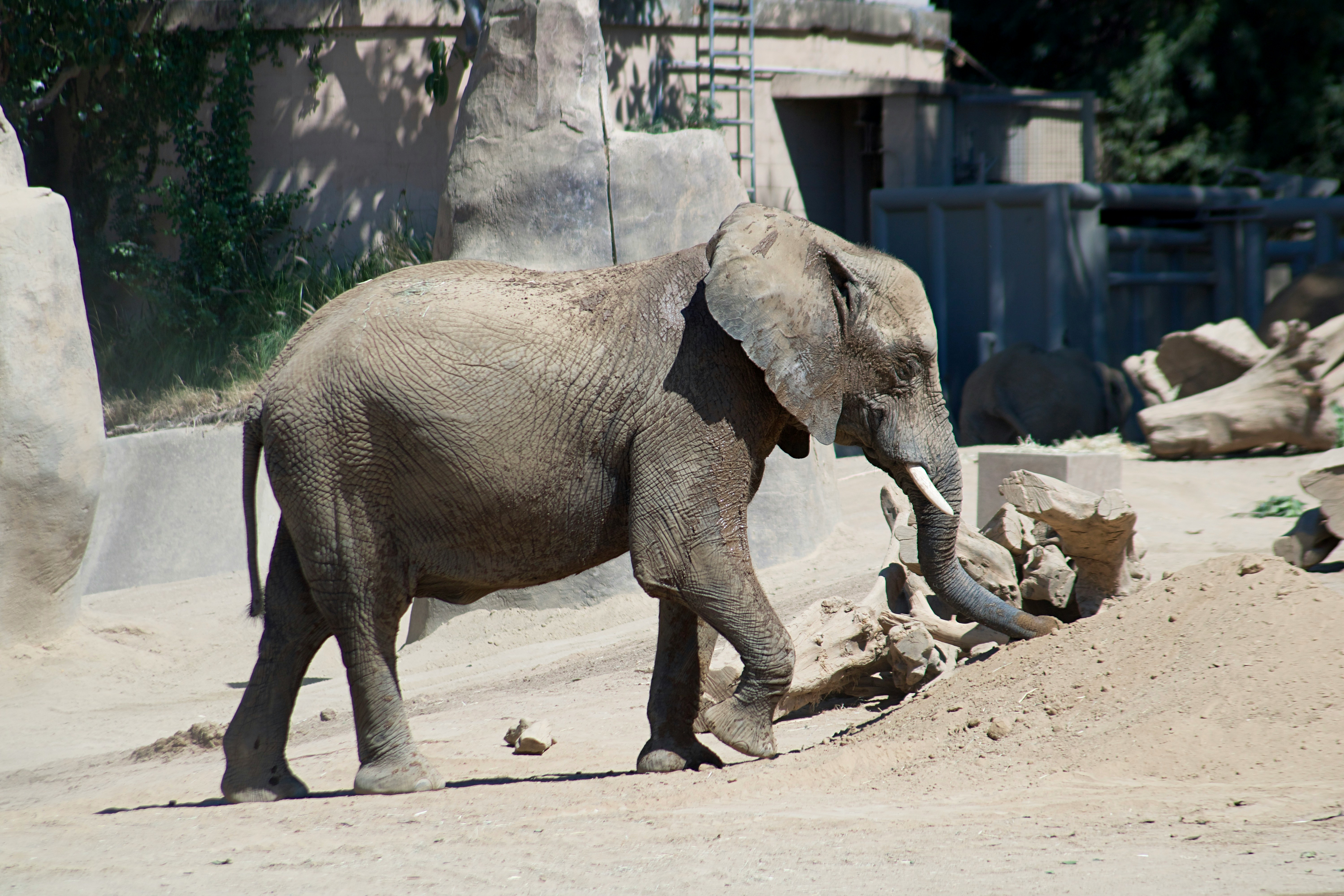 2 brown elephants walking on brown sand during daytime