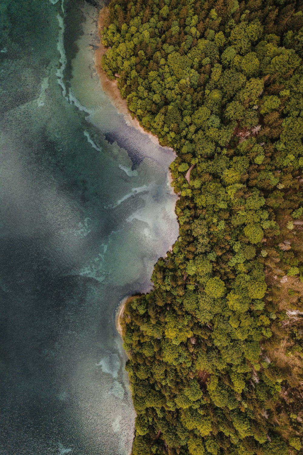 aerial view of green trees