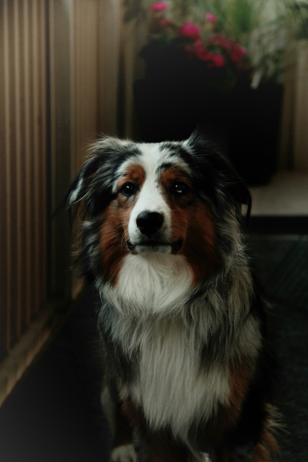 white brown and black long coated dog