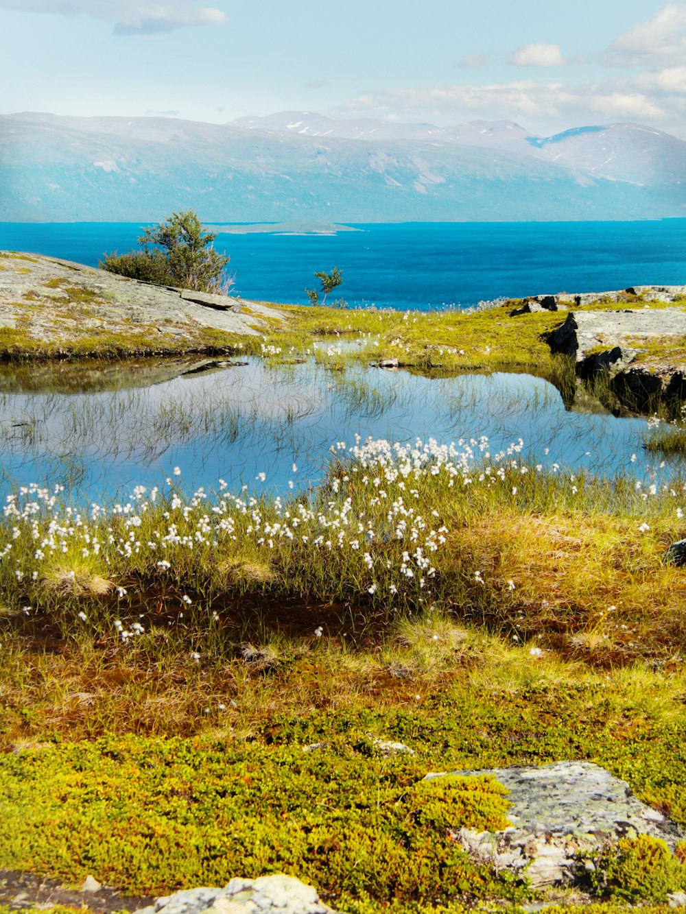 green grass field near body of water during daytime