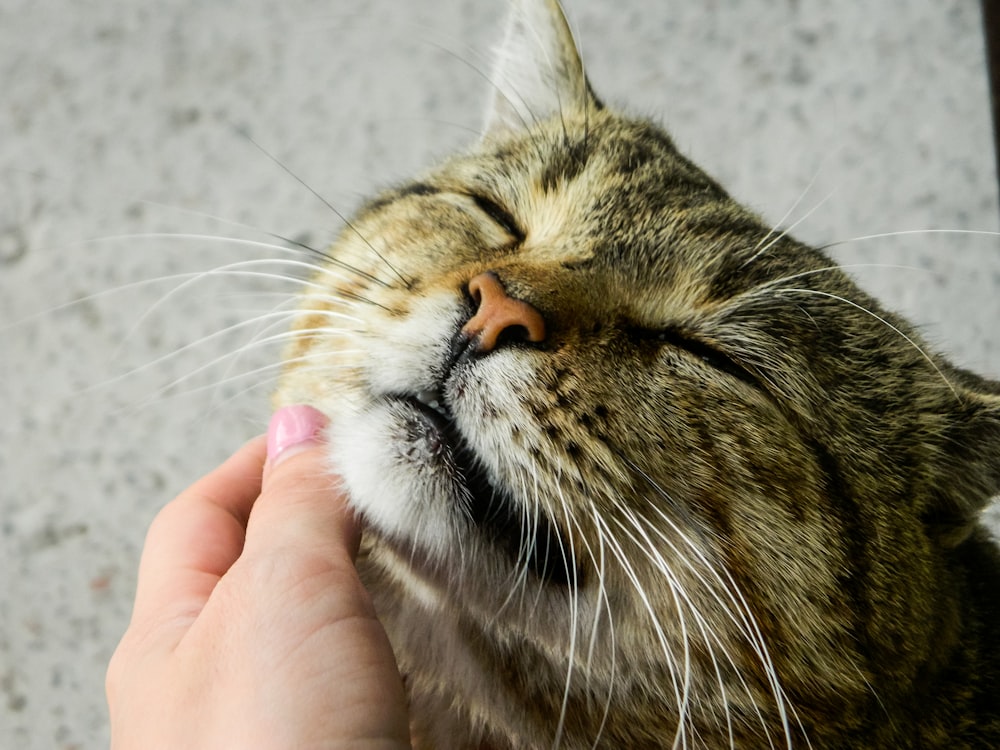 brown tabby cat on persons hand