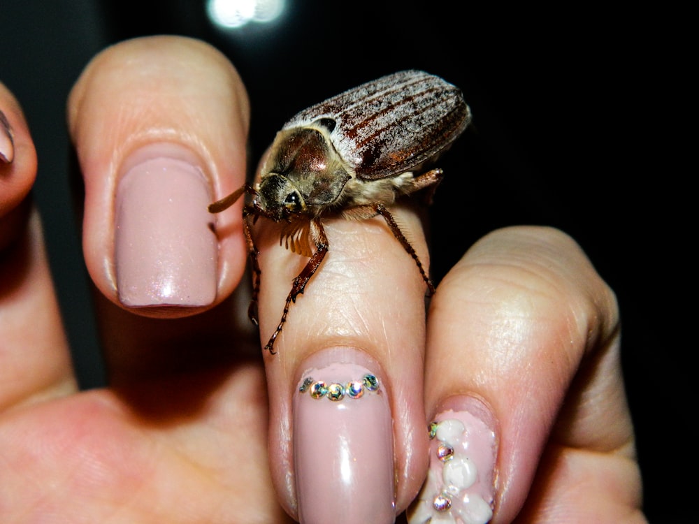 black and brown insect on persons hand