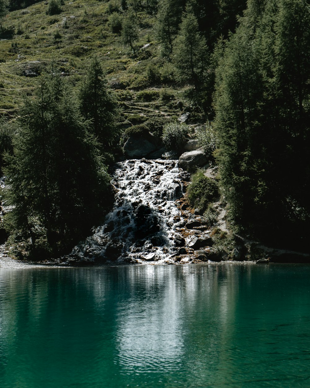 green trees beside body of water during daytime