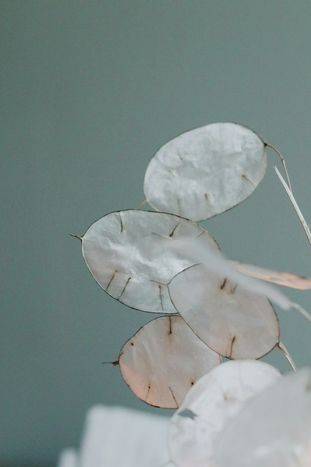 white and brown flower petals