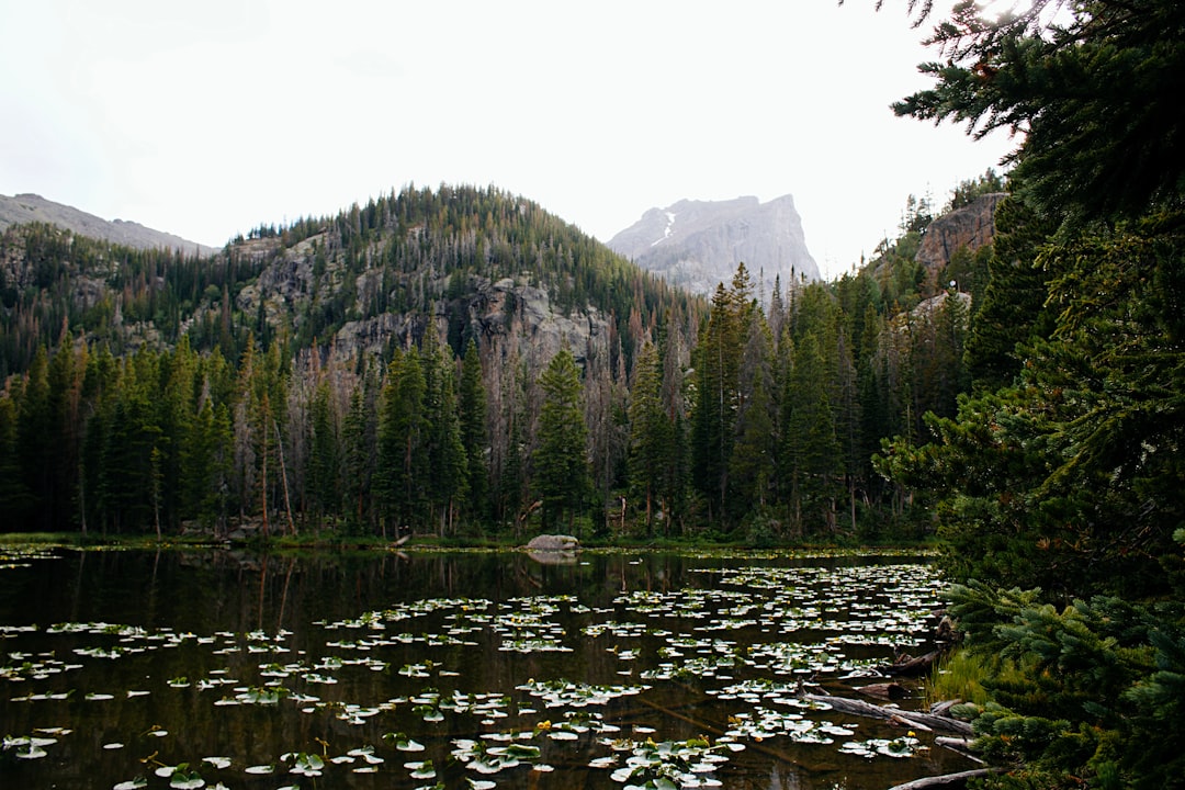 Peaceful nature scene