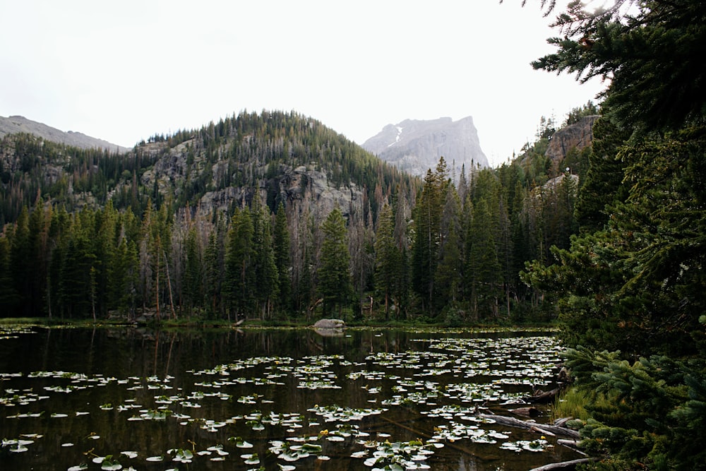 green pine trees near lake during daytime