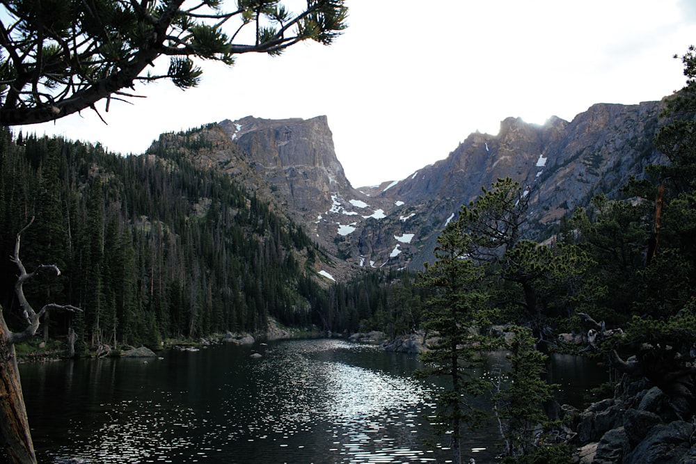 green trees near body of water during daytime