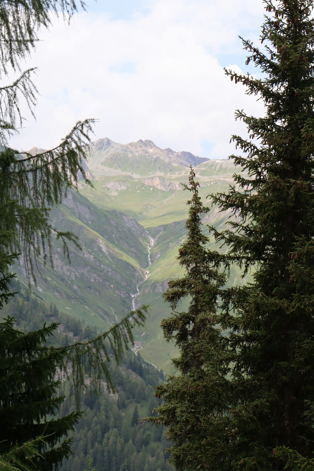 green trees on mountain during daytime