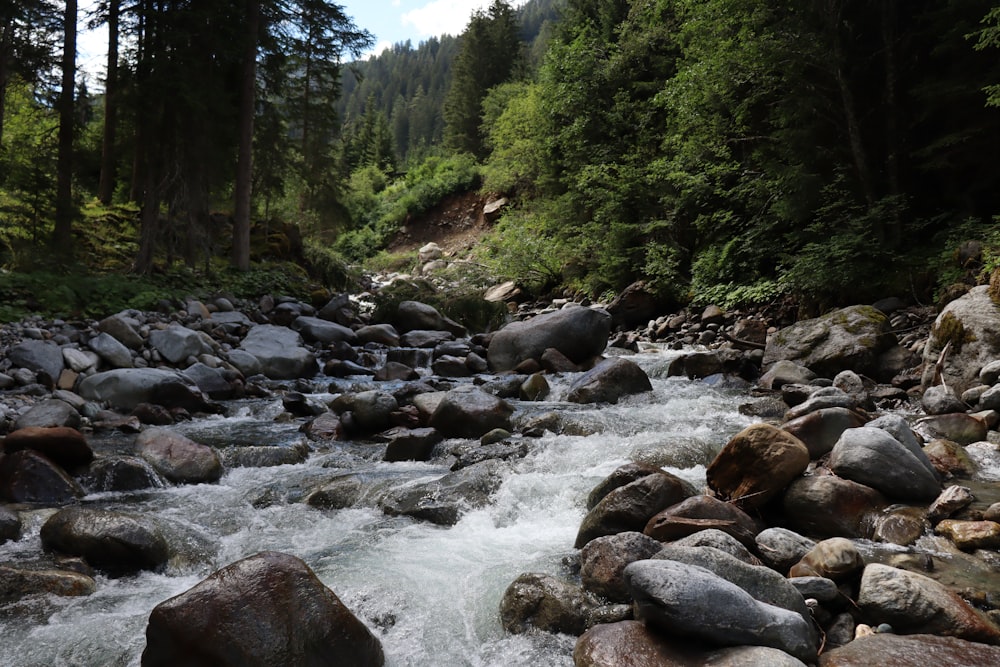 river in the middle of forest during daytime