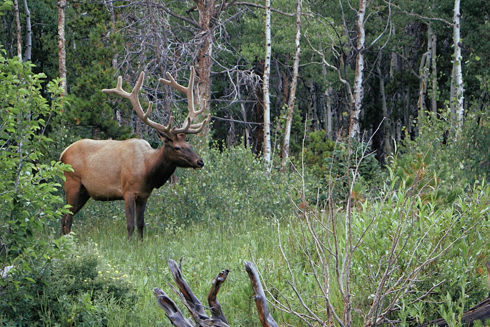 brown deer on green grass field during daytime