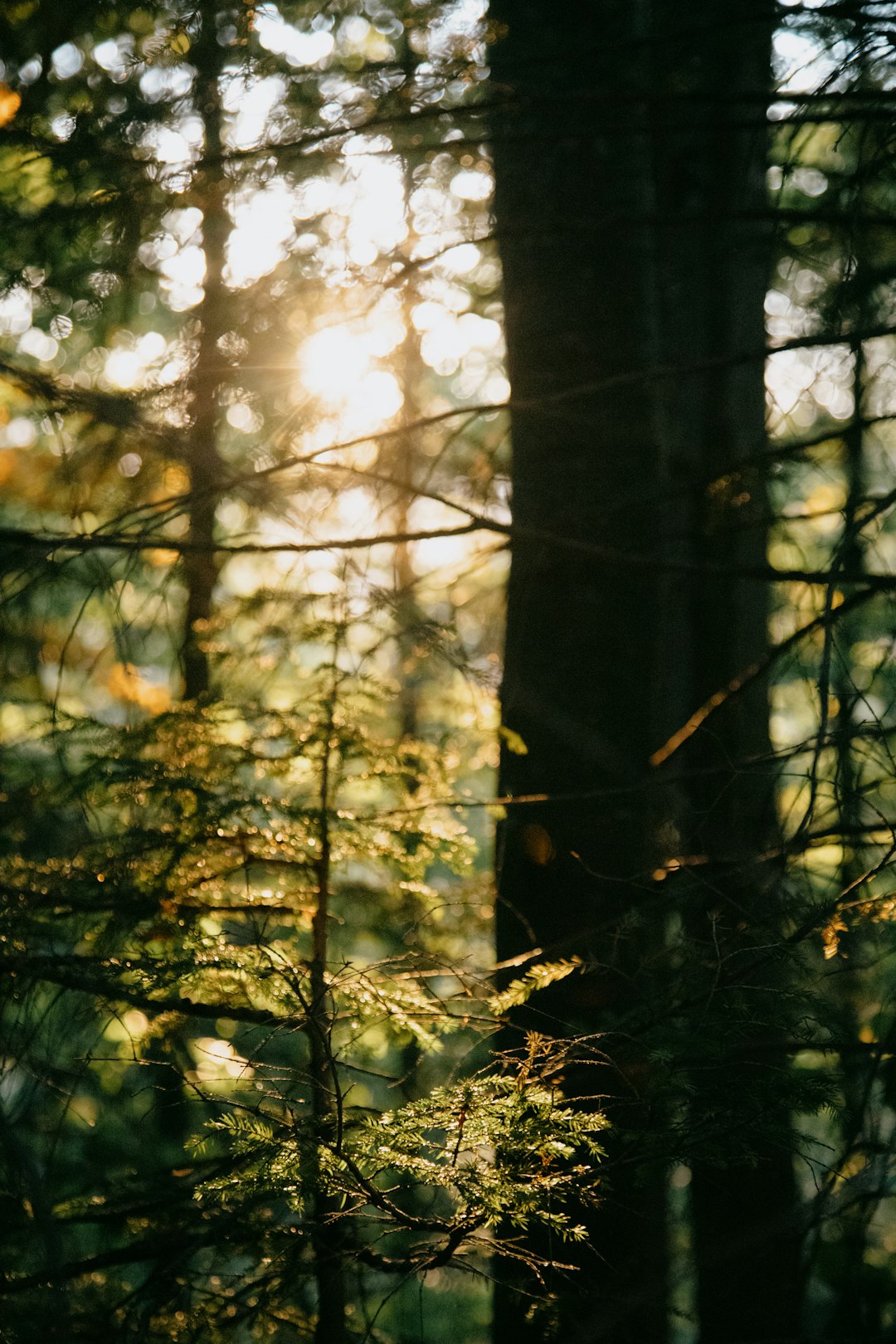 brown tree trunk during daytime