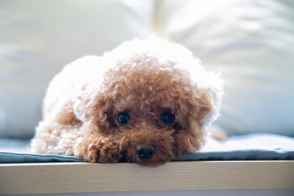 white poodle puppy on white textile