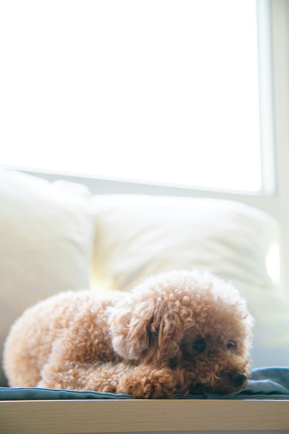 brown poodle on white textile