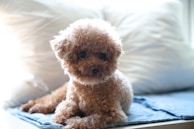A fluffy labradoodle with a big smile, sitting on a cozy blanket indoors.