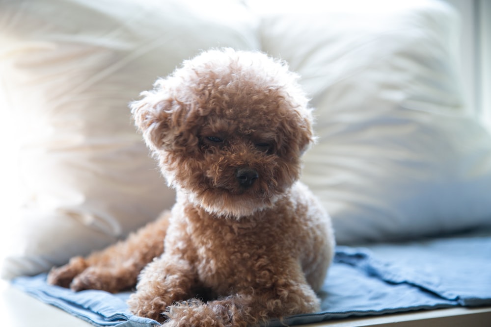 brown toy poodle on white textile