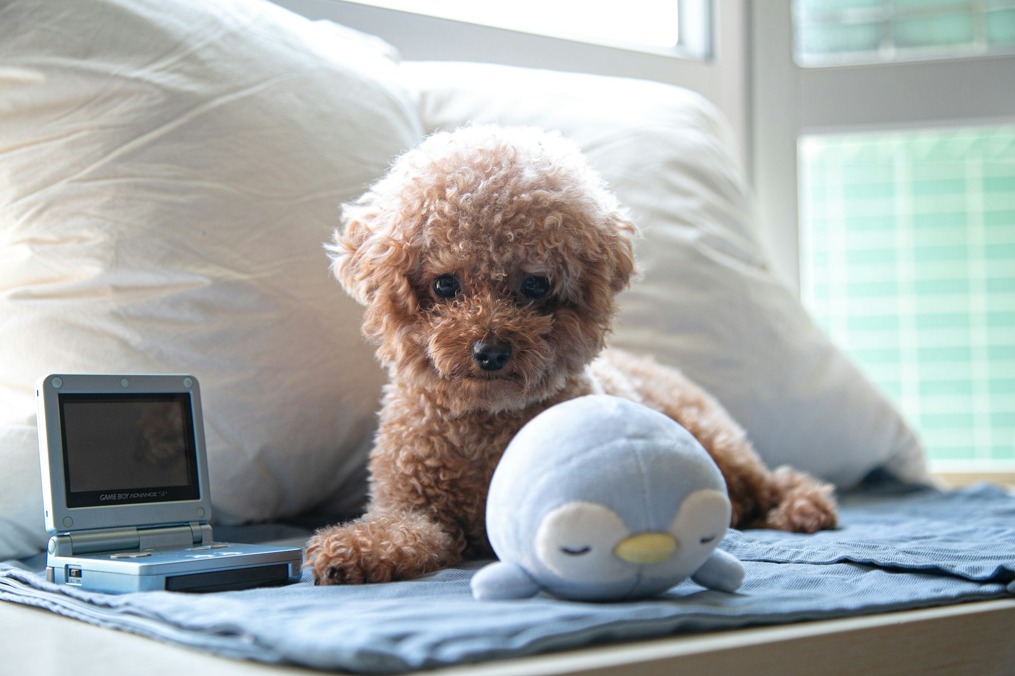 Discover the Unique Characteristics of Toy Poodles