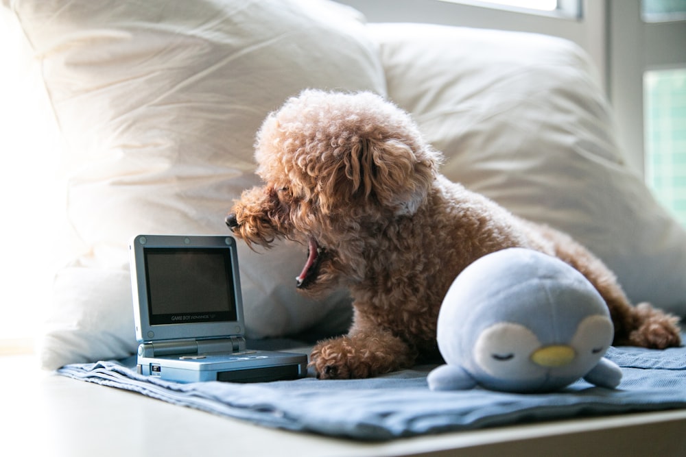 brown poodle puppy on white bed linen