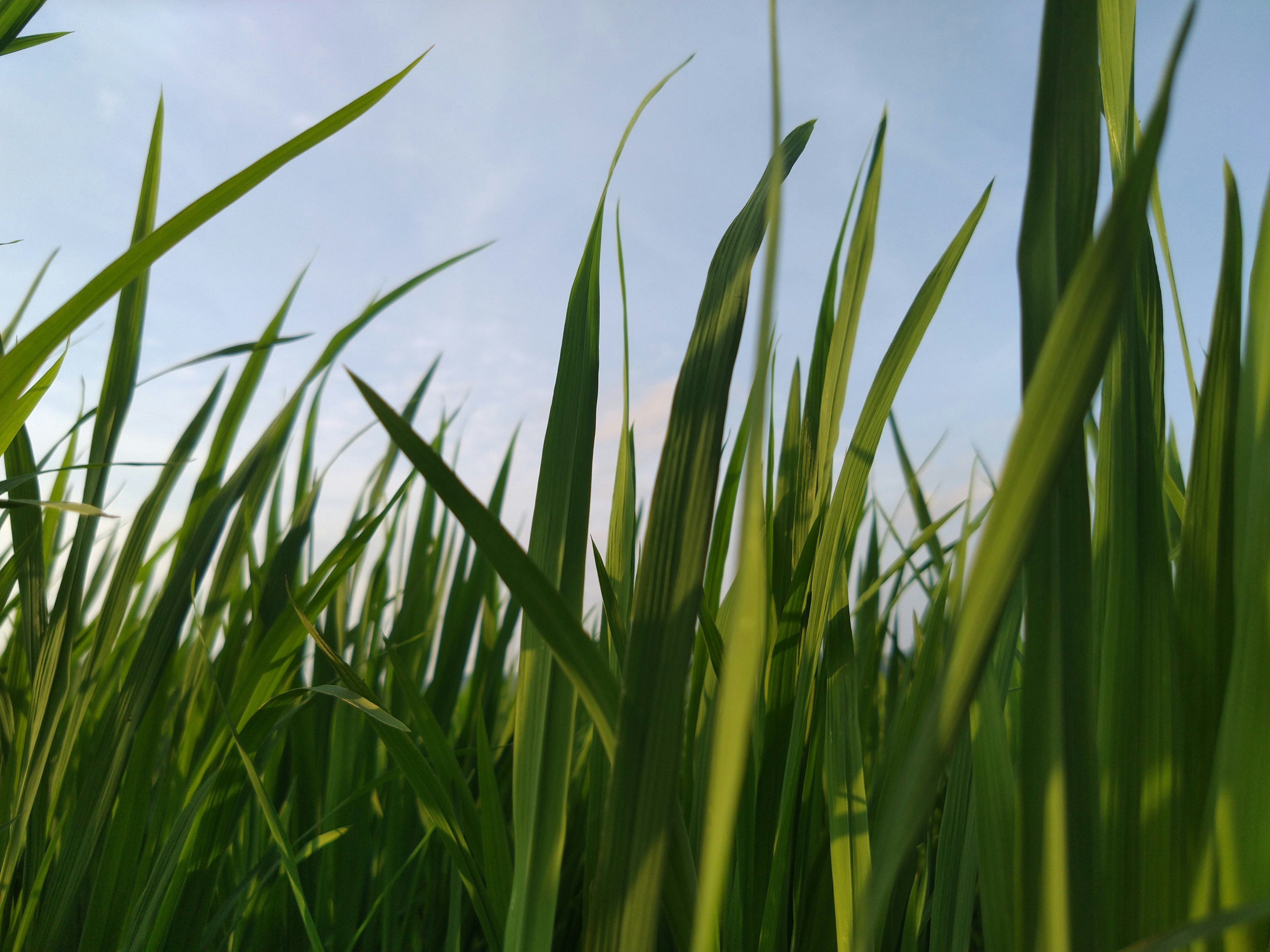 Photo by venu_rayala