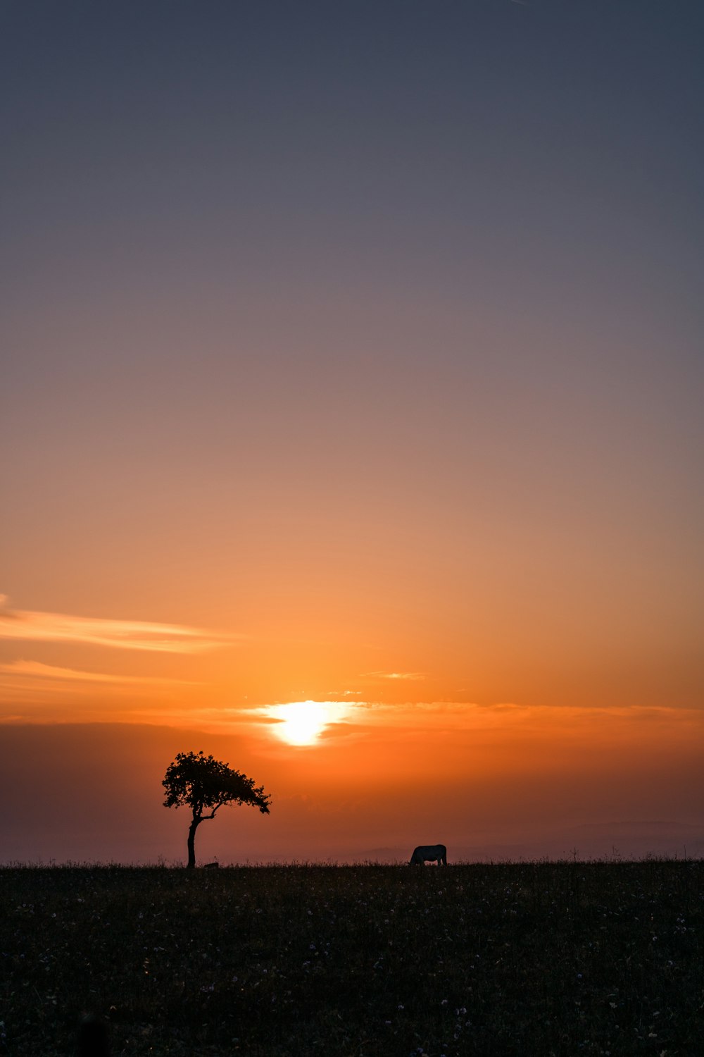 夕暮れ時のヤシの木のシルエット