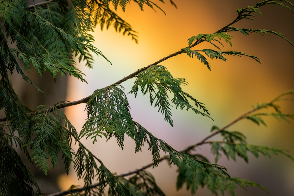 green leaves in close up photography