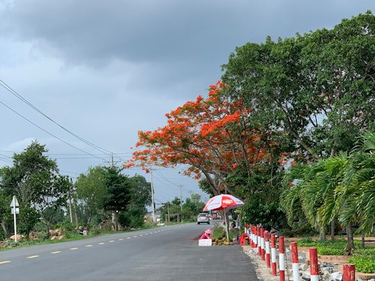 green trees beside road during daytime in Tân Thạnh District Vietnam