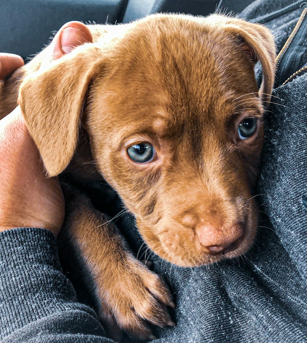brown short coated puppy on persons lap