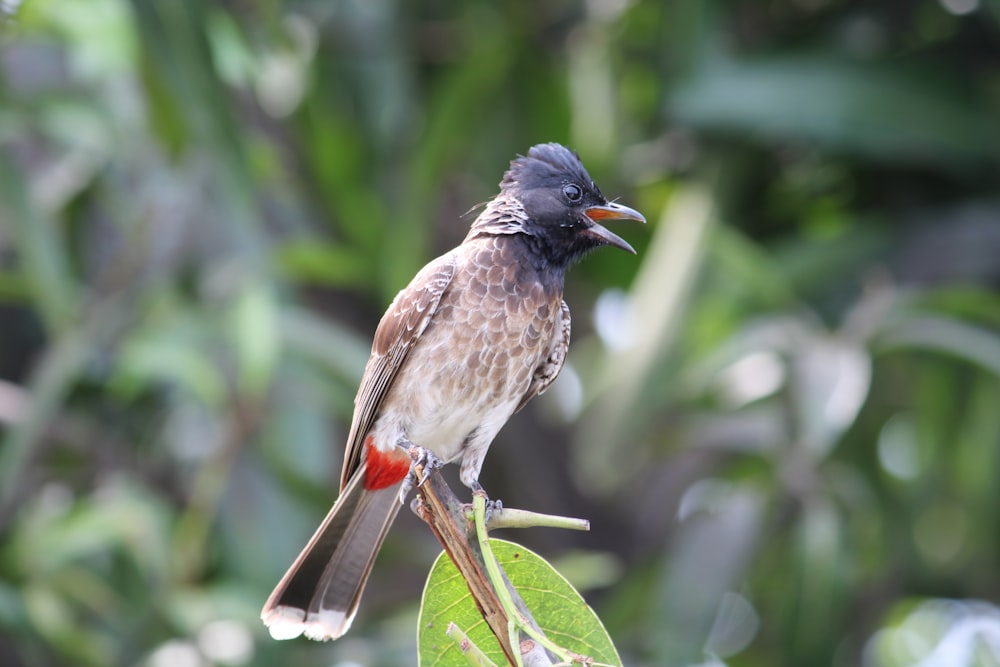 a small bird perched on a branch in a tree