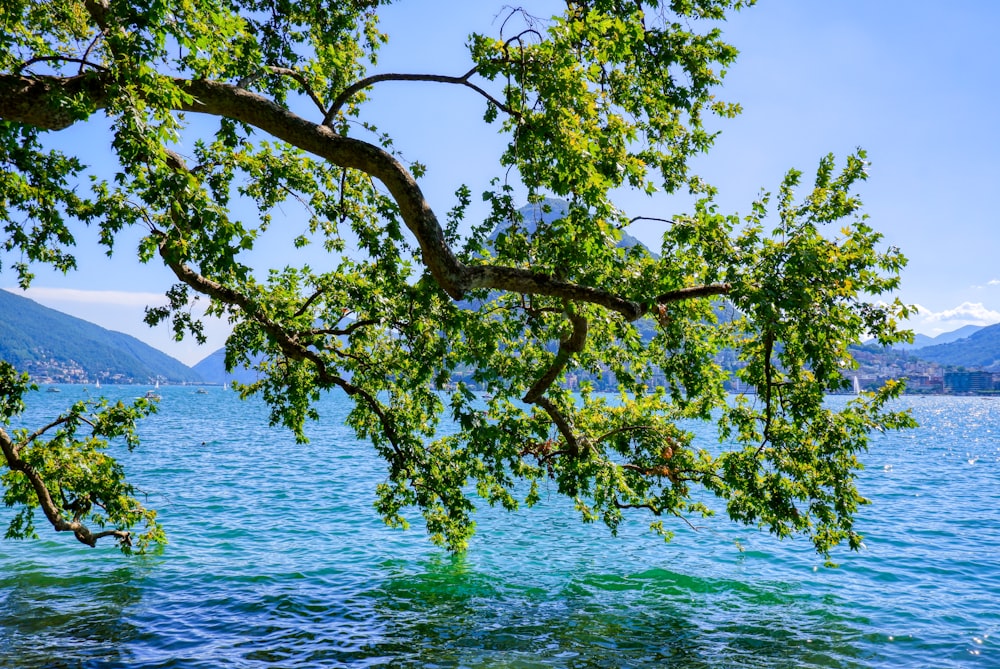 Grüner Baum in der Nähe von Gewässern tagsüber