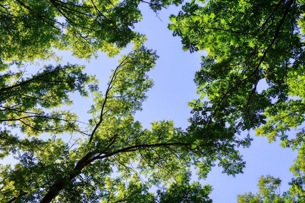 낮에는 푸른 하늘 아래 녹색 잎 나무