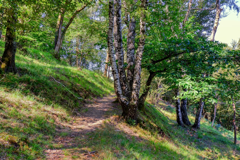 erba verde e alberi durante il giorno