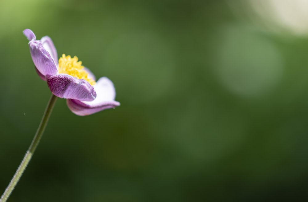 purple and white flower in tilt shift lens