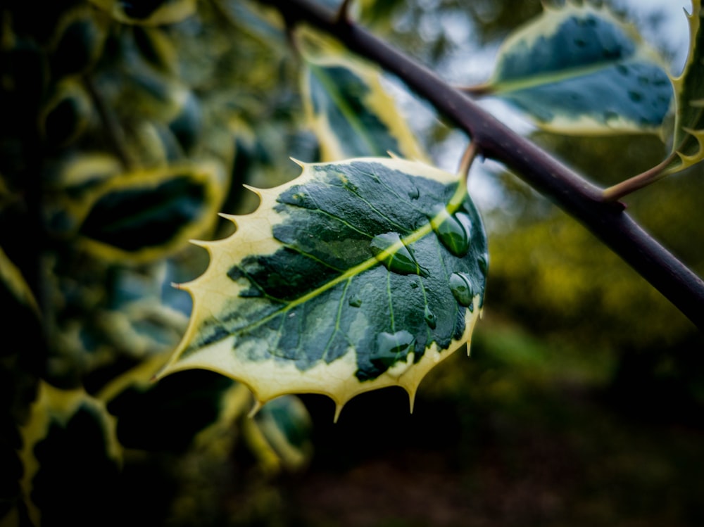 green leaf in close up photography