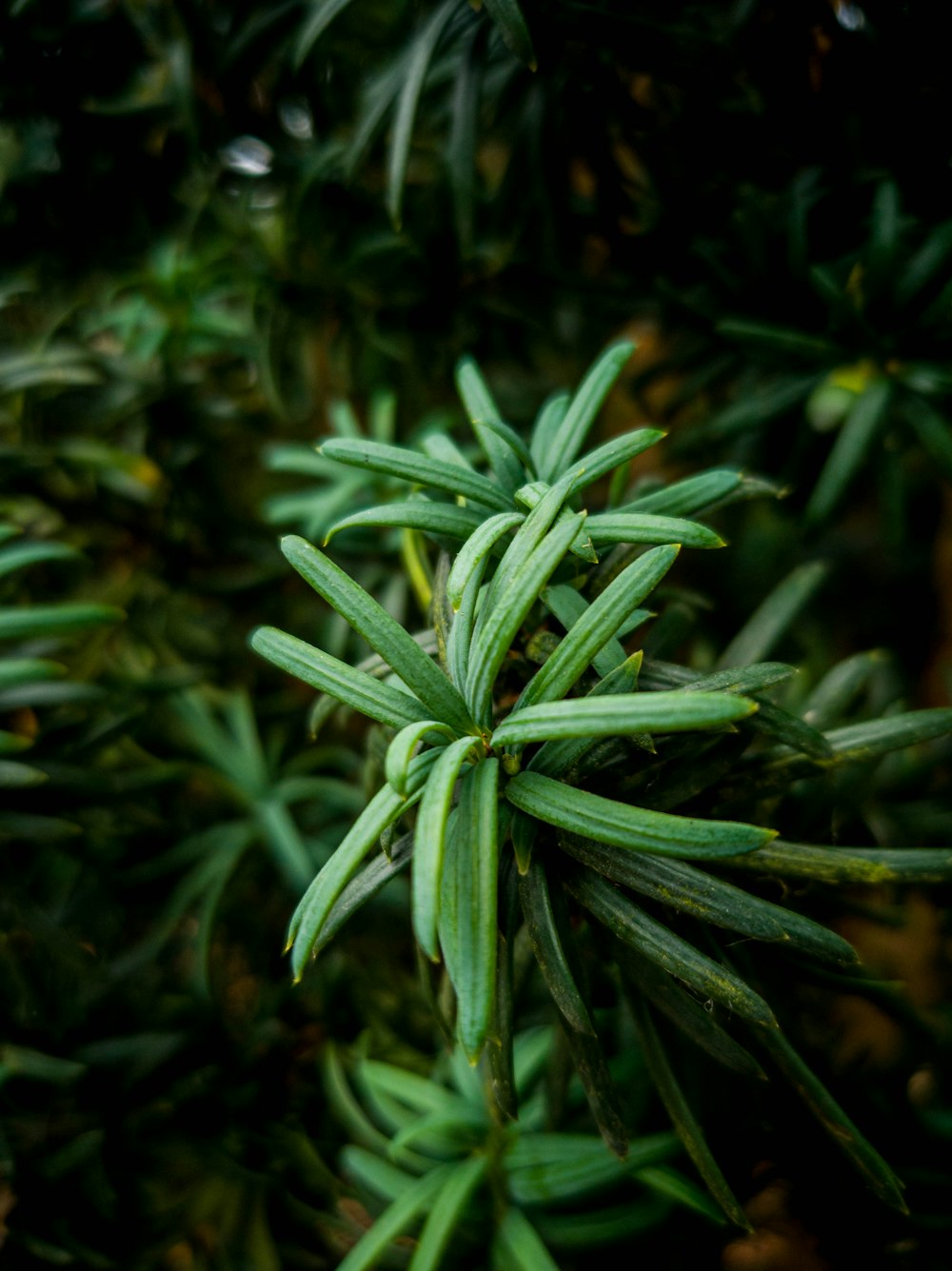 green plant in close up photography