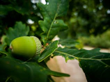 A close-up of an acorn nestled among oak leaves in a sunlit forest.