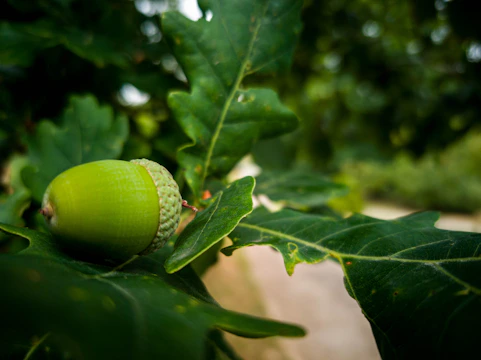 A close-up of an acorn nestled among oak leaves in a sunlit forest.