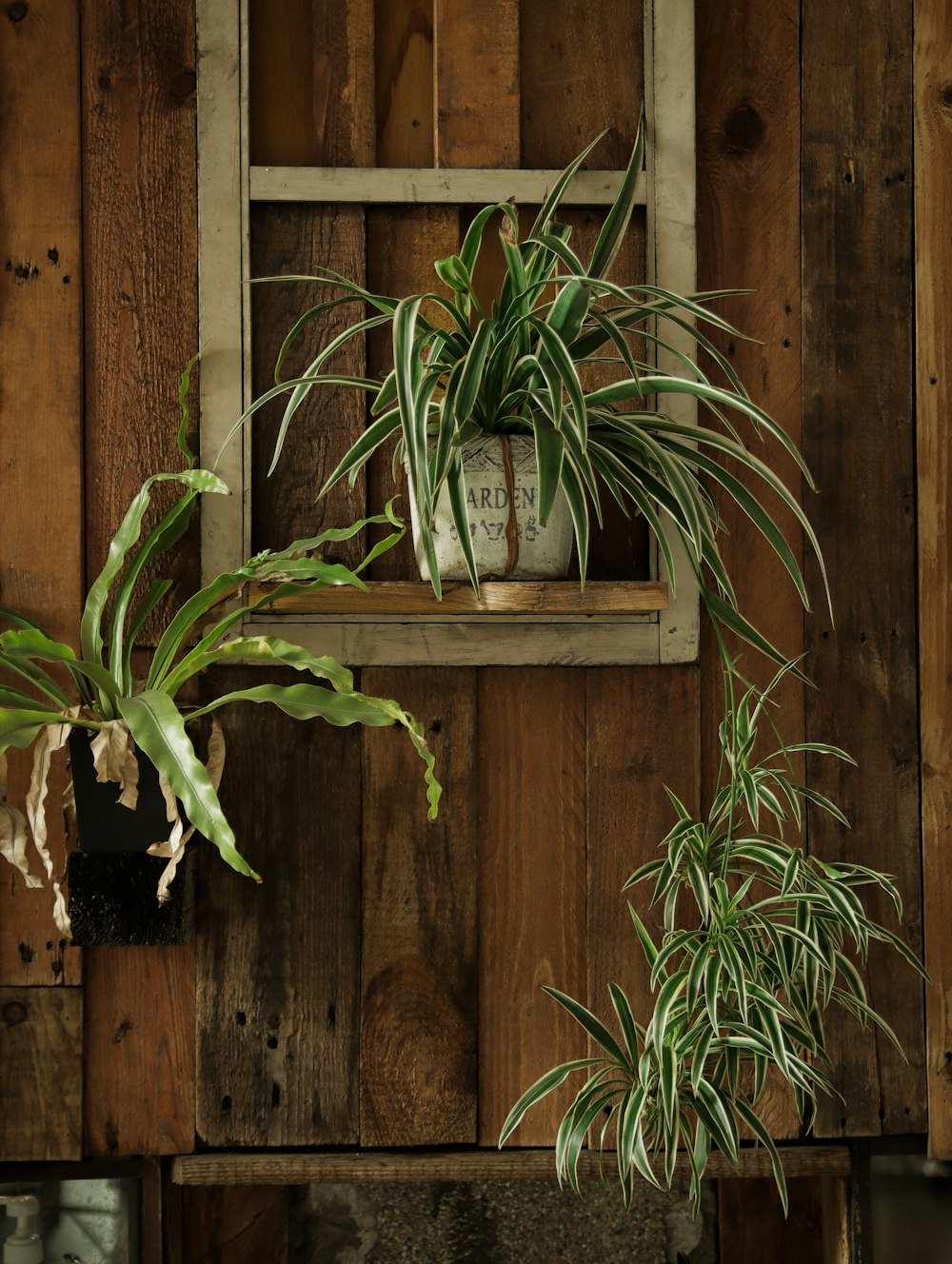 green plant on brown wooden wall