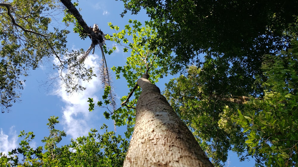 low angle photography of green tree during daytime