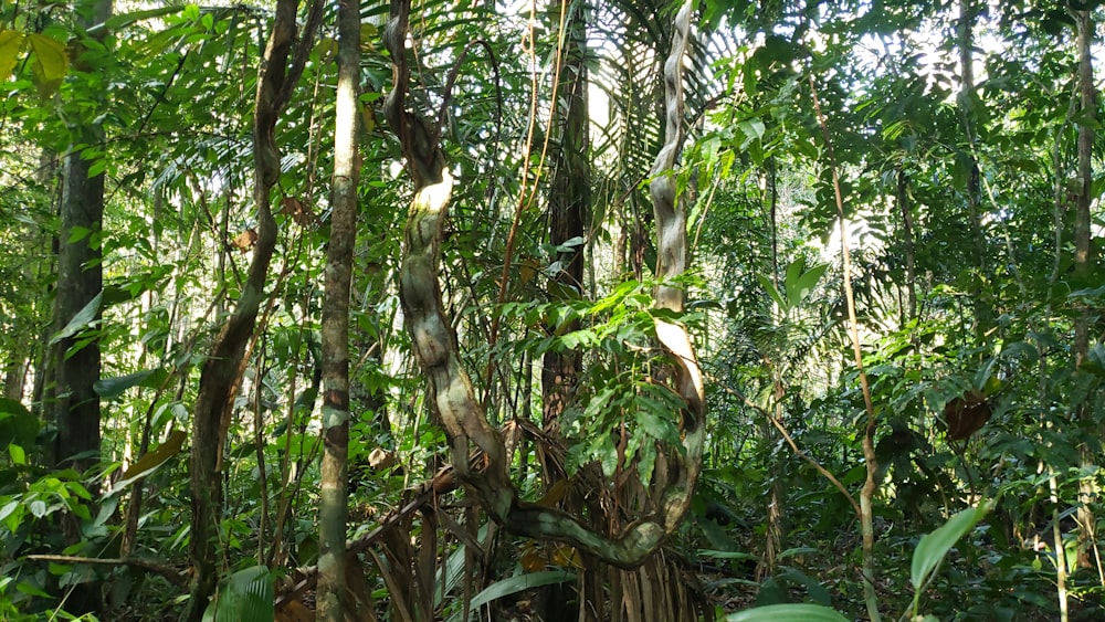 green and brown tree during daytime