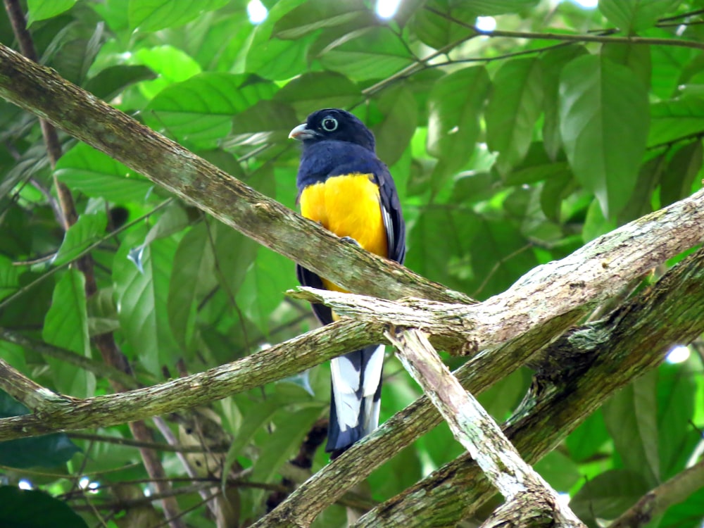 pássaro preto e amarelo no galho da árvore durante o dia